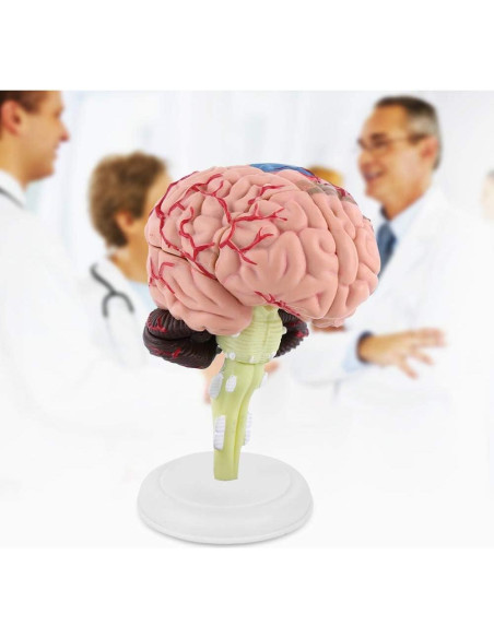 Modelo Anatómico de Cerebro Humano Fafeicy 10x8x6cm