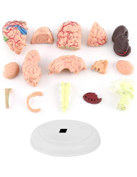 Modelo Anatómico de Cerebro Humano Fafeicy 10x8x6cm