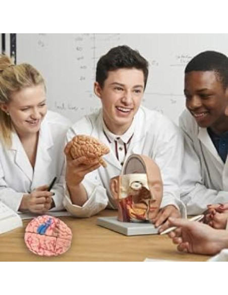 Modelo Anatómico de Cerebro Humano Fafeicy 10x8x6cm
