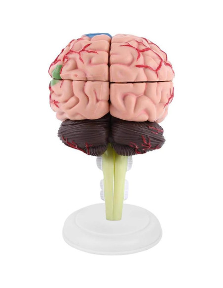 Modelo Anatómico de Cerebro Humano Fafeicy 10x8x6cm