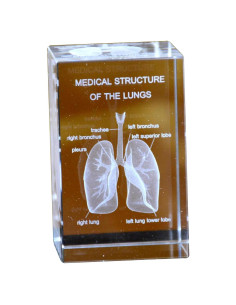 Juego de Modelos Anatómicos 3D de Cristal Haobase - Corazón, Cerebro, Dientes, Esqueleto, Pulmones