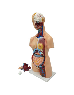 Modelo de Torso Humano Desmontable 81.89 cm WYDDDARY