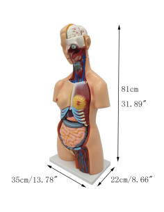 Modelo de Torso Humano Desmontable 81.89 cm WYDDDARY 2
