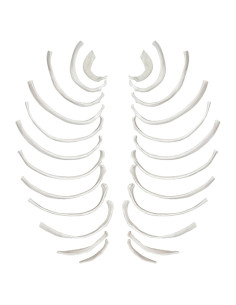 Huesos de Costilla Disarticulados hBARSCI - 24 Piezas Anatómicas