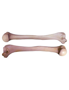 Réplica Húmero Humano Izquierdo y Derecho 35.56 cm Nose Desserts