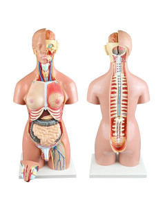 Torso Humano 21 Partes Parco Scientific 55cm Dual-Sex
