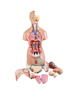 Torso Humano 21 Partes Parco Scientific 55cm Dual-Sex 2