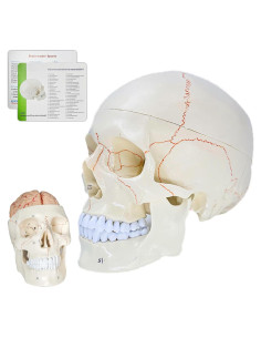 Modelo Anatómico de Cráneo y Cerebro SFXYJ 11 Piezas 2024
