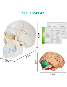 Modelo Anatómico de Cráneo y Cerebro SFXYJ 11 Piezas 2024 2