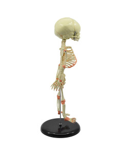Modelo de Esqueleto de Feto Infantil EISCO 38.1 cm Detalle Realista 2