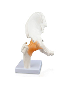 Modelo de Articulación de Cadera Parco Scientific PB00040 Natural