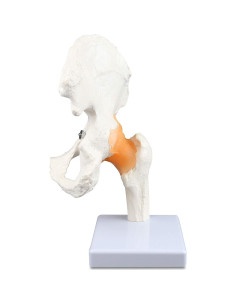 Modelo de Articulación de Cadera Parco Scientific PB00040 Natural 2