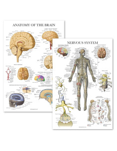 Pósteres de Anatomía del Cerebro y Sistema Nervioso Palace Learning - 2 Pack Laminados 45.72x60.96 cm