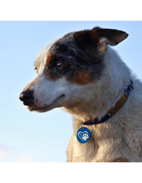 Etiqueta Identificación Personalizada Perro MYLUCKYTAG Acero Inoxidable QR