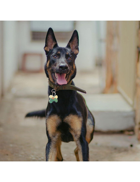 Etiqueta de identificación para mascotas KEKID con código QR