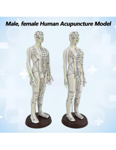 Muñeco de Acupuntura 1/3 XDKHAEA con Puntos Educativos 2