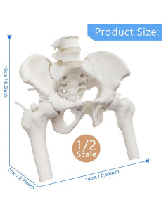 Esqueleto de Pelvis Femenina Flexible NUEVO HORIZONTE Mini 2