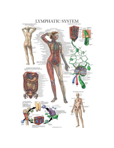 Cartel Anatómico del Sistema Linfático Palace Learning 45.72x60.96cm