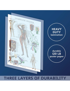 Cartel Anatómico del Sistema Linfático Palace Learning 45.72x60.96cm 2