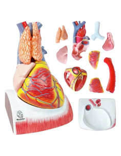 Modelo de Anatomía del Corazón Humano Merinden - 10 Partes, Tamaño Real