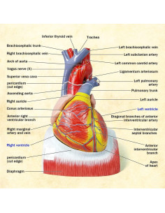Modelo de Anatomía del Corazón Humano Merinden - 10 Partes, Tamaño Real 2