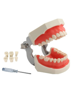 Modelo de Dientes Typodont YOUYA TM-021 28 Dientes Removibles