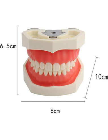 Modelo de Dientes Typodont YOUYA TM-021 28 Dientes Removibles