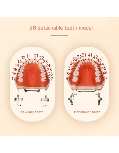 Modelo de Dientes Typodont YOUYA TM-021 28 Dientes Removibles
