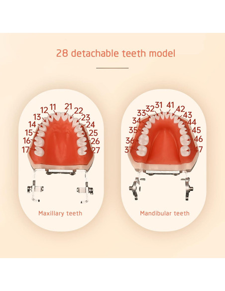 Modelo de Dientes Typodont YOUYA TM-021 28 Dientes Removibles Modelo de Dientes Typodont YOUYA TM-021 28 Dientes Removibles
