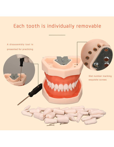 Modelo de Dientes Typodont YOUYA TM-021 28 Dientes Removibles