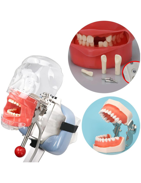 Modelo de Dientes Typodont YOUYA TM-021 28 Dientes Removibles Modelo de Dientes Typodont YOUYA TM-021 28 Dientes Removibles
