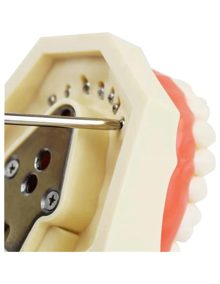 Modelo de Dientes Typodont YOUYA TM-021 28 Dientes Removibles Modelo de Dientes Typodont YOUYA TM-021 28 Dientes Removibles