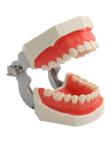 Modelo de Dientes Typodont YOUYA TM-021 28 Dientes Removibles