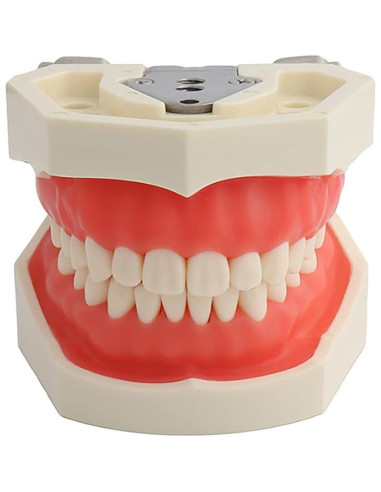 Modelo de Dientes Typodont YOUYA TM-021 28 Dientes Removibles