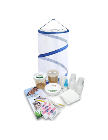 Kit de Mariposas Vivas Nature Gifts - 32 Orugas Painted Lady