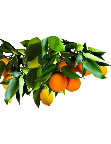 Picos de Fertilizante Jobe's 01612 para Árboles Frutales - 2 Pack