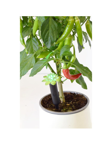 Alarma de Humedad para Plantas Wicked Waterer 10.16 cm