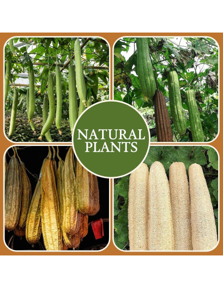 Esponjas Exfoliantes de Lufa Natural NierNika - 2 Unidades Esponjas Exfoliantes de Lufa Natural NierNika - 2 Unidades