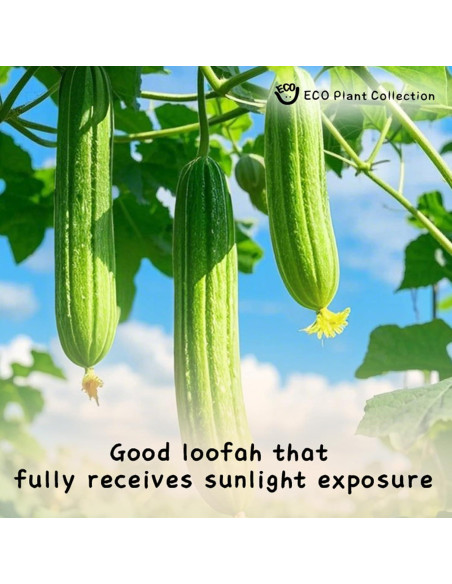 Esponja de Lufa Natural Exfoliante - Paquete de 3 con Correa Esponja de Lufa Natural Exfoliante - Paquete de 3 con Correa