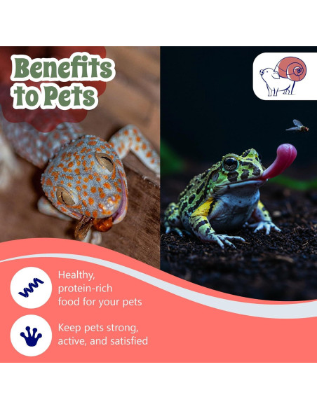 Tazas Deli Snout and Shell 32oz con tapas ventiladas - Paquete de 10 Tazas Deli Snout and Shell 32oz con tapas ventiladas - Paquete de 10