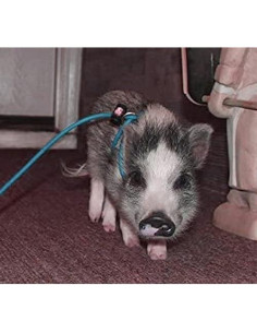 Arnés Ajustable 3.66m Piggy Poo para Mini Cerdo y Mascotas 2