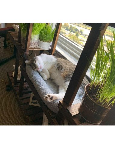 Alfombra para Gato PETLESO Pequeña 38x25cm Antideslizante