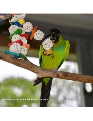 Juguete para Aves Super Bird Creations Mini Starburst 14x6.4cm