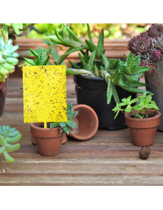 Trampas Adhesivas Amarillas Doble Cara Garutom - 30 Unidades 15x20 cm 2