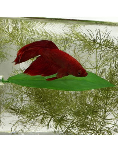 Hamaca Magnética para Betta Aquarigram 2-Pack 3.81x10.16cm 2