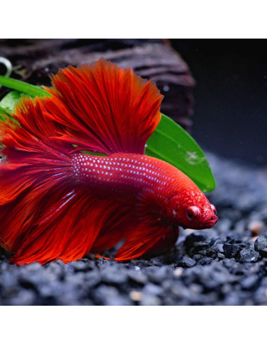 Hamaca de Hoja para Betta Boao - 4 Piezas, 4x9.5 cm