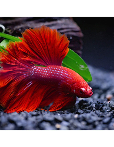 Hamaca de Hoja para Betta Boao - 4 Piezas, 4x9.5 cm