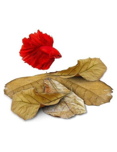 Hojas de Catappa JOR para Bettas - 25 Unidades Grandes 18-23 cm