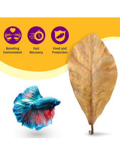 Hojas de Catappa JOR para Bettas - 25 Unidades Grandes 18-23 cm 2