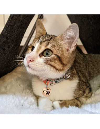 Etiqueta de Identificación para Mascotas MYLUCKYTAG con QR - Acero Inoxidable